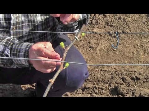 Видео: @Уход за виноградом, формировка куста винограда весной