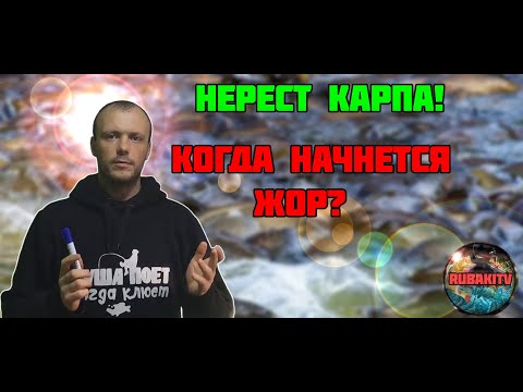 Видео: Когда НЕРЕСТ КАРПА? Не пропустите ЖОР!
