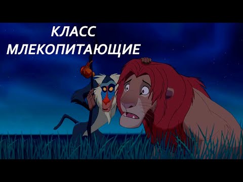 Видео: Урок "Класс Млекопитающие" - ЦТ, ЕГЭ, ЗНО