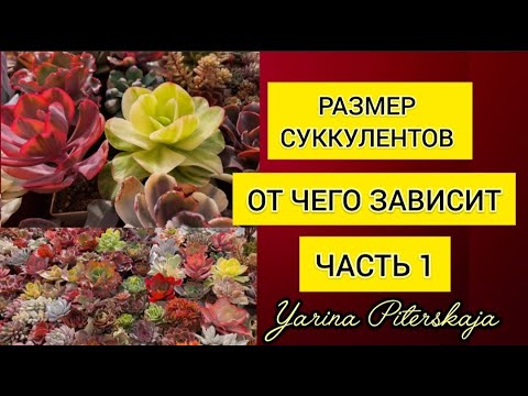 Видео: Размер суккулентов.  От чего зависит.