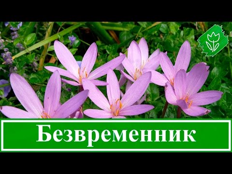 Видео: 🌸 Осенний безвременник – посадка и уход в открытом грунте, пересадка безвременника и виды