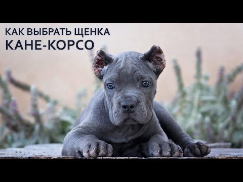 Видео: Как выбрать щенка кане корсо | Выбор щенка кане-корсо