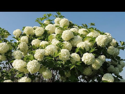 Видео: Как и когда обрЕзать калину Бульденеж(снежный шар)