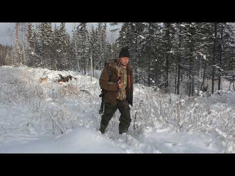 Видео: Живем в лесу /охота с лайками /готовим глухаря /не стали стрелять