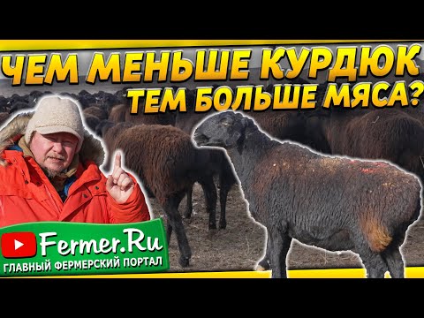 Видео: Быт чабана в казахской степи. Блю текселем и эдильбаем покрываем казахских курдючных овец.