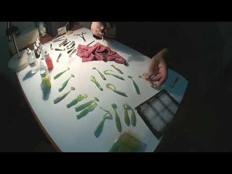 Видео: Покраска силиконовых приманок поверхностными красками с помощью аэрографа.