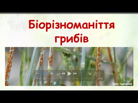 Видео: Біологія 10 клас. Біорізноманіття грибів