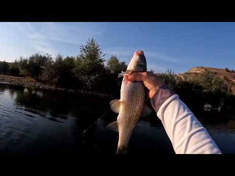 Видео: Риболов с директен телескоп  и болонеза на река Струма 3 Крачун и Малчо