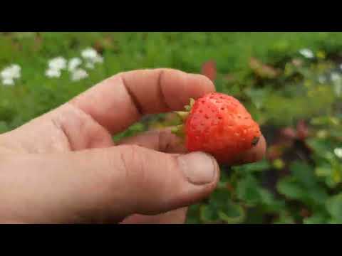 Видео: Почему ягода кислая или сладкая?