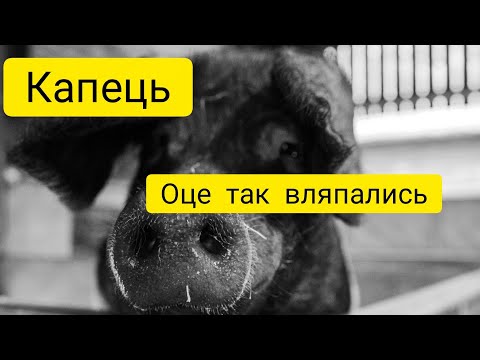 Видео: СВИНІ ЯКІ НІКОЛИ НЕ ВИРОСТУТЬ. ТОП ПОМИЛКИ 