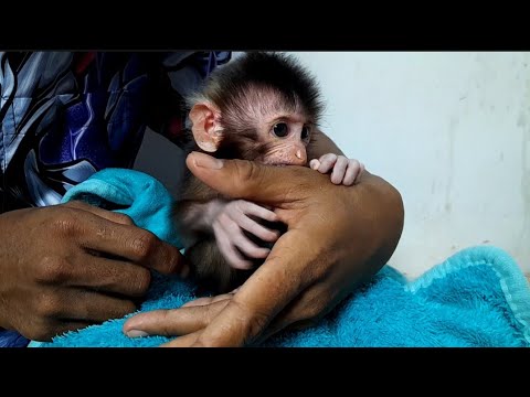 Видео: О МОЙ БОГ, ОБЕЗЬЯНКА ЛИЛЫ С КОСИЧКОЙ НАЧАЛА КУСАТЬСЯ