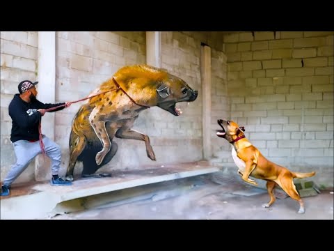 Видео: Животных Героев, Которые Спасли Человеческие Жизни !