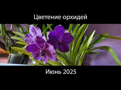 Видео: Цветение моих орхидей в июне 2025 года #orchid #orquideas #орхидеи #orchidee #orchidworld