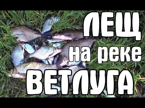 Видео: Уехал с клева! Ловля леща на реке Ветлуга. Рыбалка в Нижегородской области