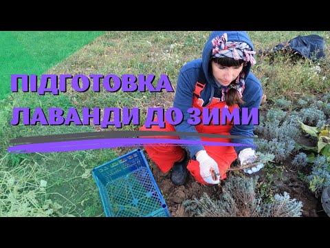 Видео: Підготовка лаванди до зими