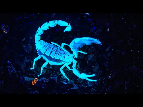 Видео: Скорпион - Hijo de Luna|Шоу "Маска-4"|[1-Выпуск🌑]