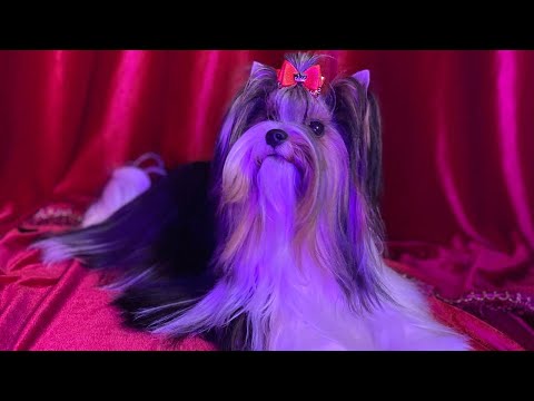 Видео: Выставочный груминг бивер Йорка🐶