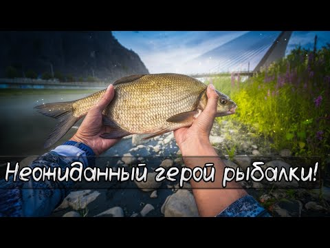 Видео: Отказали голавль и жерех, но лещ сделал день! 🎣 Ловля на силикон