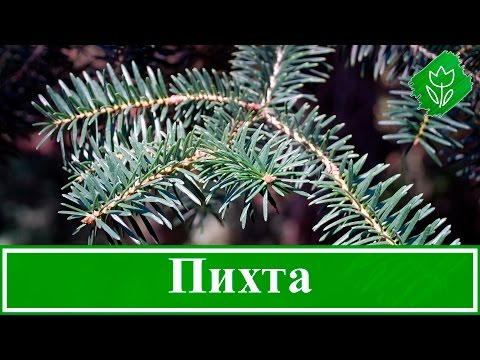 Видео: 🌲 Дерево пихта – посадка и уход: пихта зимой и осенью; виды и сорта пихты