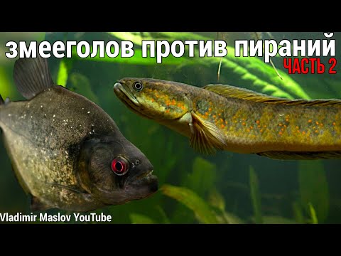 Видео: ЗМЕЕГОЛОВ ПРОТИВ ПИРАНИЙ! Последняя КРОВЬ🩸 ЧАСТЬ 2