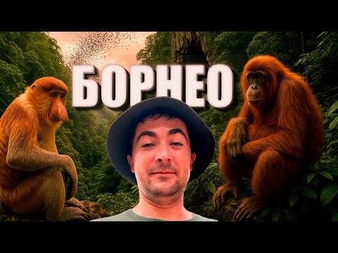 Видео: ДЖУНГЛИ БОРНЕО. Самые КРАСИВЫЕ места острова! Наше ЛУЧШЕЕ путешествие!