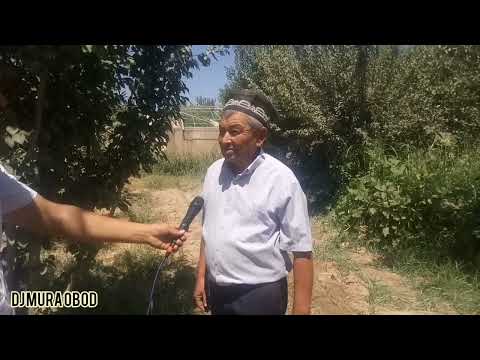 Видео: Янток илдизига пайванд килинган Тарвузлар