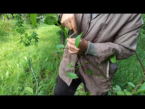 Видео: Орех. Ашладисване Зелено- на Зелено-експеримент. Първа част.