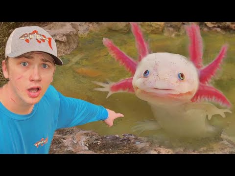 Видео: Я нашёл аксолотлей в заброшенном пруду!