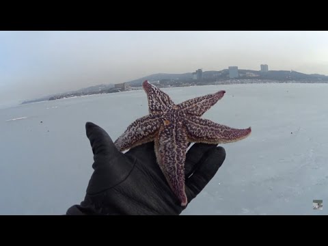 Видео: ВЛАДИВОСТОК. РЫБАЛКА НА ЗУБАРЯ И НАВАГУ. МОРСКИЕ ЗВЕЗДЫ НА ЛЬДУ. АМУРСКИЙ ЗАЛИВ. ЧАЙКА. ЯНВАРЬ 2023.