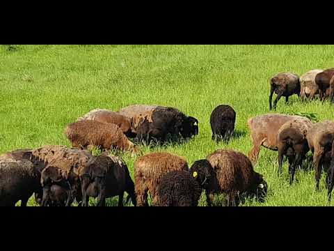 Видео: Отара на пастбище