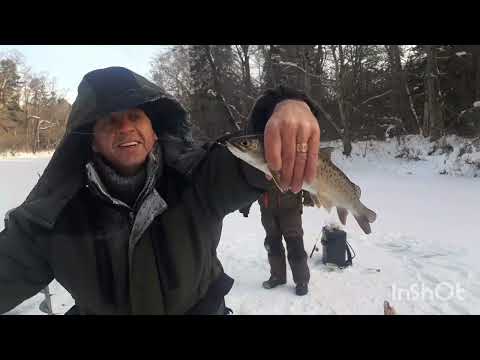 Видео: За крупным ленком на любимую речку!!! Ленки рвут мормышки!!!