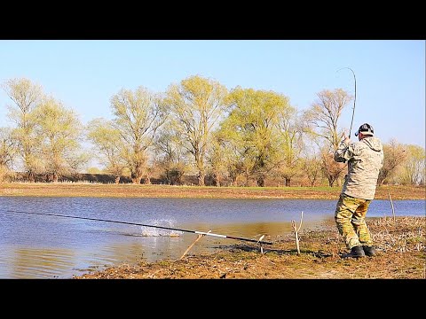 Видео: РЫБАЛКА НА САЗАНА И КАРАСЯ. На поплавок и донку. Отличный клёв.