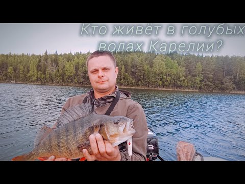 Видео: МОЙ ЛИЧНЫЙ ТРОФЕЙ.НОЧЬ НА БЕРЕГУ.РЫБАЛКА В КАРЕЛИИ.