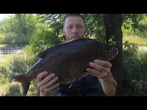 Видео: Трофейный лещ, 2,9 кг., на Десне! Фидерная рыбалка, на реке.