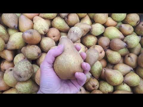Видео: Якість плодів груші у січні (Яблунівська, Ноябрська, Черемшина)