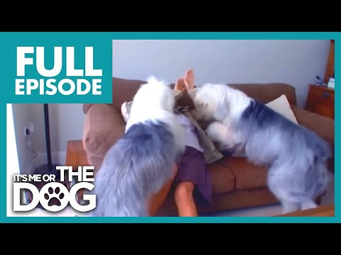 Видео: 140 кг неконтролируемого прыгающего собачьего хаоса | ПОЛНЫЙ ЭПИЗОД | Либо я, либо собака