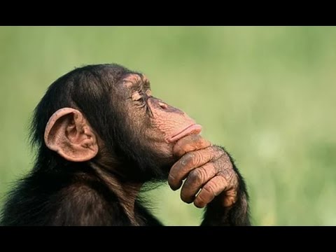 Видео: С.В. Савельев: "Сознание и самосознание"