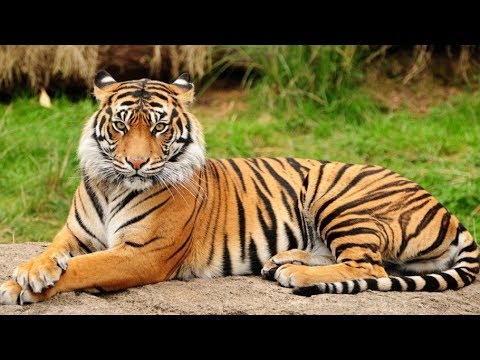 Видео: Климаттық белдеулер / Балаларға арналған география