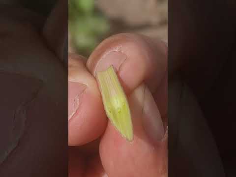 Видео: тарзи пайванди писта дар моҳи август.