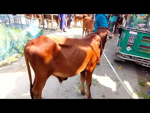 Видео: Купить быка и теленка в пределах 50 тысяч така, Комилла, Барура, Чанди Мура Базар