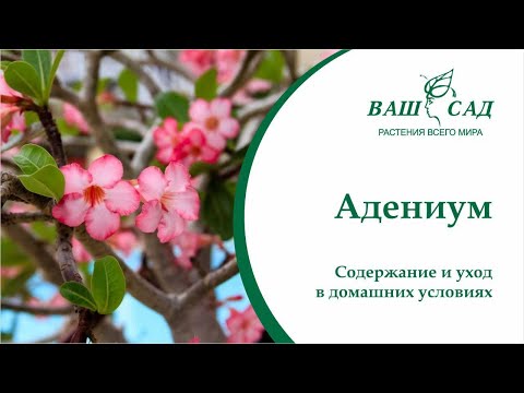 Видео: Адениум (Adenium). Правила ухода, размножения и содержания в домашних условиях | Ваш сад