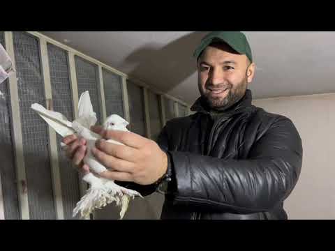 Видео: Таджикские Черноносые голуби 🕊️ 2 февраля 2023 г.