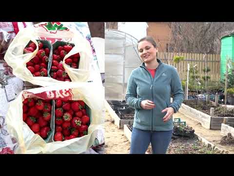 Видео: Уход за садовой земляникой весной.