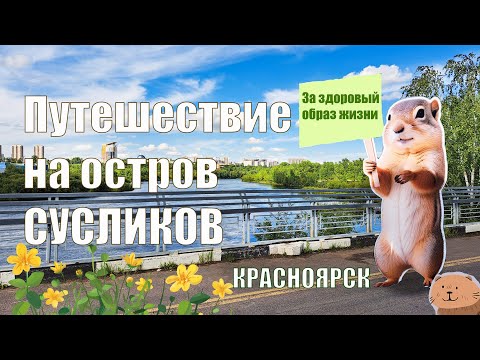 Видео: ПРОГУЛКА ПО ОТСТРОВУ СУСЛИКОВ (ТАТЫШЕВ) В КРАСНОЯРСКЕ. ТРАССА ЗДОРОВЬЯ. КРАСИВЫЙ ЛАНДШАФТ