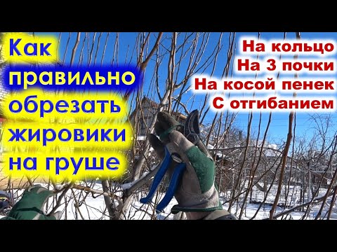 Видео: КАК правильно ОБРЕЗАТЬ ЖИРОВИКИ на груше. Методы обрезки волчков.