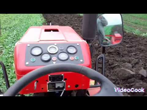 Видео: Гірчиця! Від посіву до оранки.