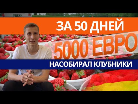 Видео: Сбор клубники в Германии. Честный отзыв. Доход 100€ в день? SELFINVEST