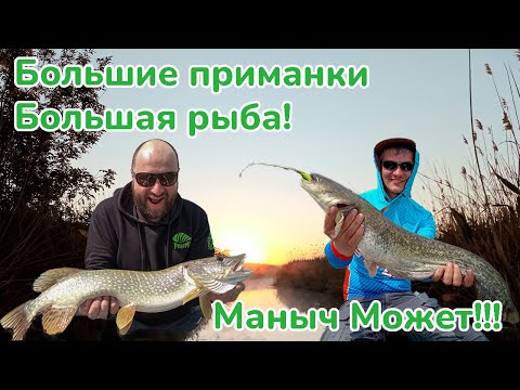 Видео: Большая щука на Маныче / Большие приманки большая рыба / Трофеи Реки Маныч / Рыбалка на Маныче