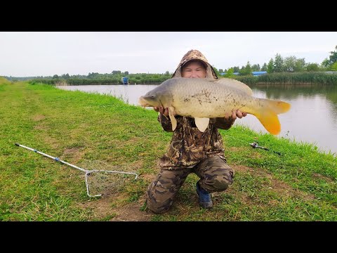 Видео: Здоровый карп! Рыбное Костромская обл.
