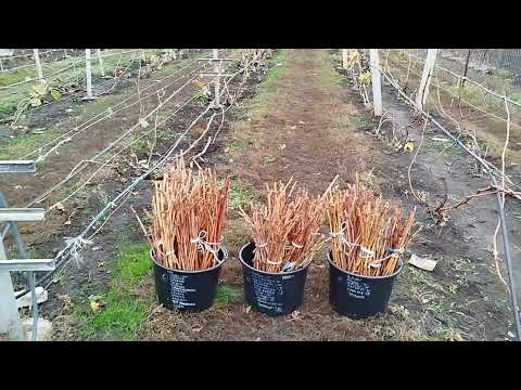 Видео: Заготівля чубуків винограду. Сезон 2025